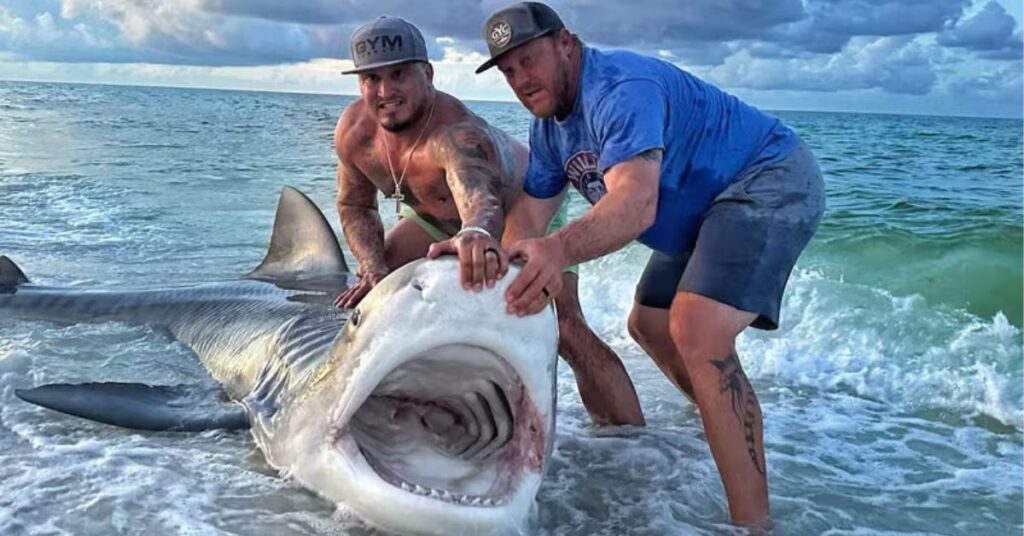 Shark Attacks Surfer, 18, at Florida Beach
