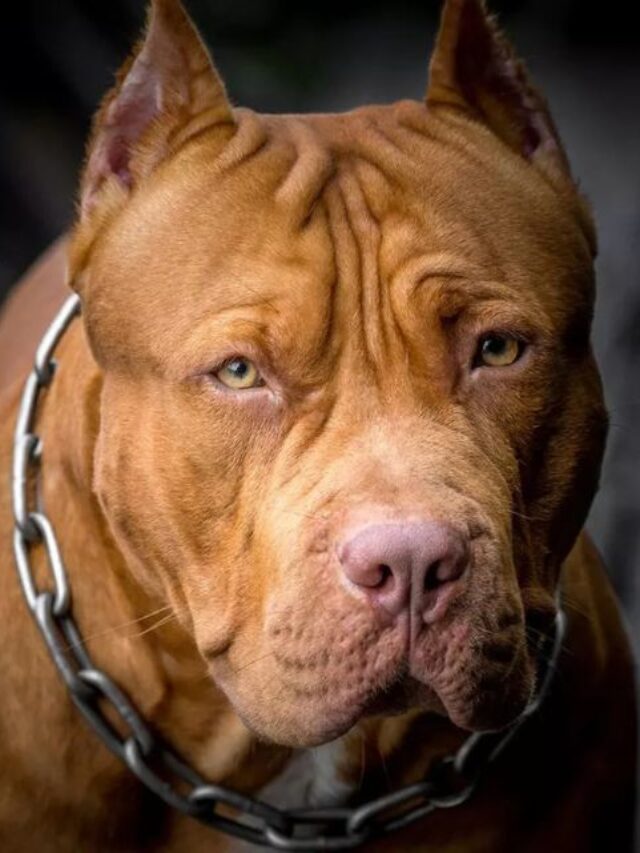Man killed By Pit Bulls.